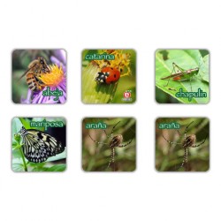 Memopares de Insectos