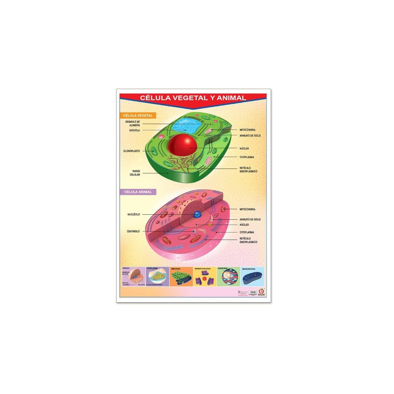 Póster Célula Vegetal Y Animal