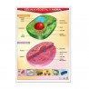 Póster Célula Vegetal Y Animal