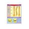 Póster Cráneo Y Columna Vertebral