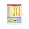Póster Cráneo Y Columna Vertebral