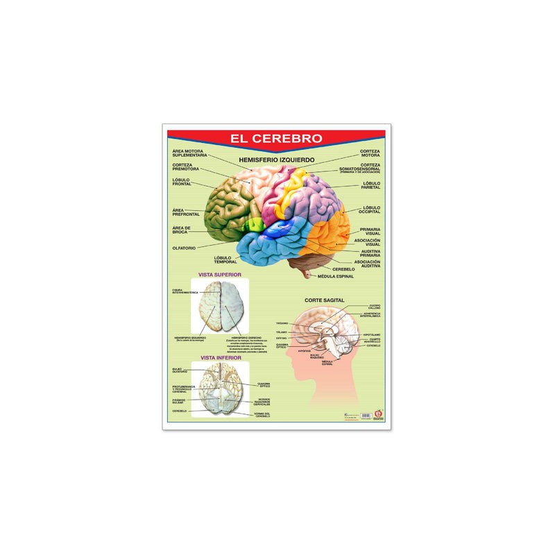 Póster El Cerebro