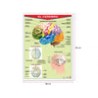 Póster El Cerebro