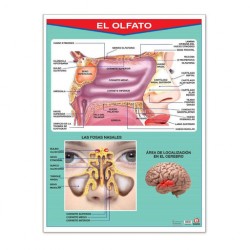 Póster El Olfato