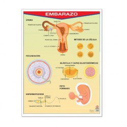 Póster Embarazo