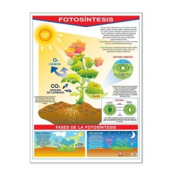 Póster La Fotosíntesis / La Hoja