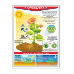 Póster La Fotosíntesis / La Hoja