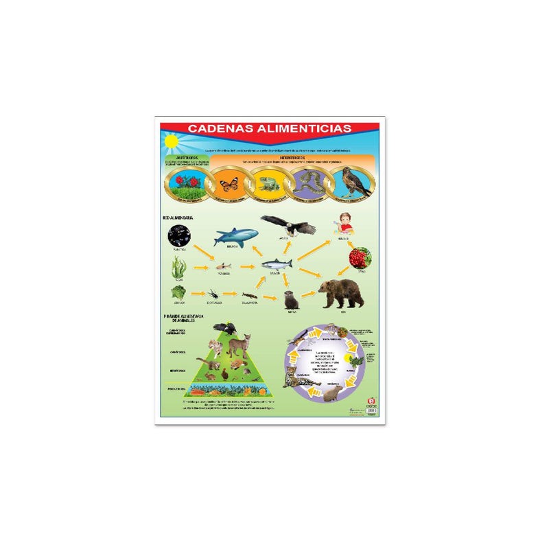 Póster Cadenas Alimenticias