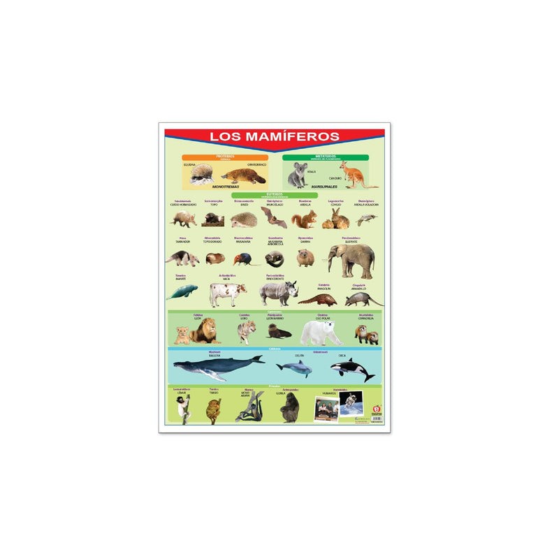 Póster Los Mamíferos