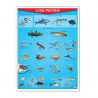Póster Los Peces