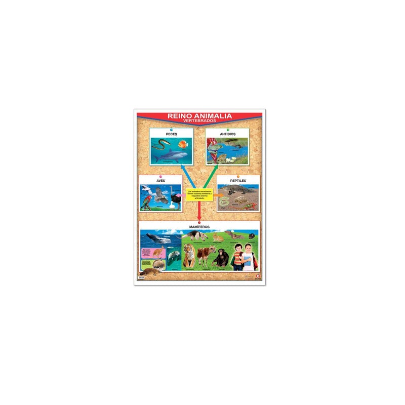 Póster Reino Animalia Vertebrados / Invertebrados