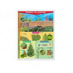 Póster Reino Plantae