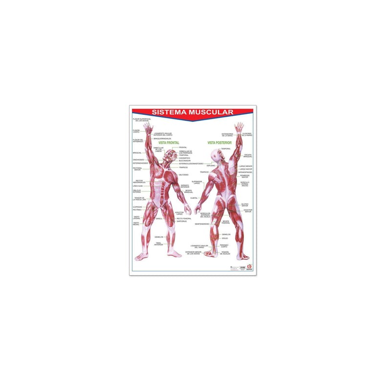 Póster Sistema Muscular