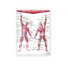 Póster Sistema Muscular