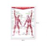 Póster Sistema Muscular