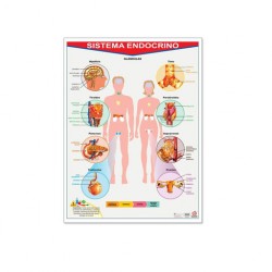 Póster Sistema Endocrino