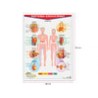 Póster Sistema Endocrino