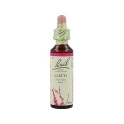 Bach Larch